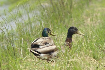 マガモ 愛知県知多市社山１丁目 34°59'46.7" 136°53'22.6" 2021年6月3日(木)