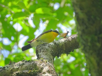 キビタキ 八王子城址 2021年6月1日(火)