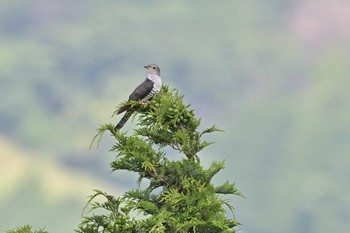 Lesser Cuckoo 菜の花台 Thu, 6/3/2021