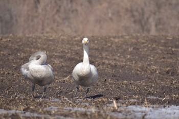 Unknown Species 伊達 Sun, 3/12/2017