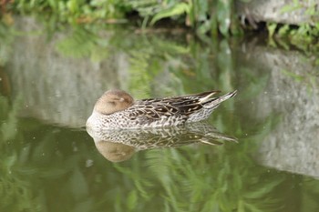 オナガガモ 行田市水城公園 2021年6月2日(水)