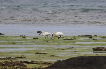 クロツラヘラサギ 大瀬海岸(奄美大島) 2021年4月9日(金)