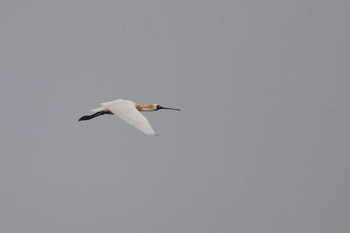 Black-faced Spoonbill 大瀬海岸(奄美大島) Fri, 4/9/2021