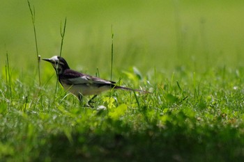 2021年6月3日(木) 平和みなみ緑地(札幌市西区)の野鳥観察記録