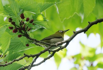 シチトウメジロ 三宅島 2021年5月2日(日)