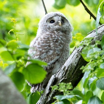 Ural Owl(japonica) 北海道 Mon, 5/31/2021