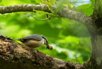 ゴジュウカラ 柳沢峠 2021年5月31日(月)