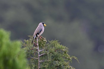 Japanese Grosbeak 菜の花台 Thu, 6/3/2021