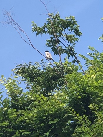 2021年6月3日(木) さいわい緑道(川崎市)の野鳥観察記録