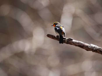 2021年5月5日(水) 戸隠森林植物園(戸隠森林公園)の野鳥観察記録