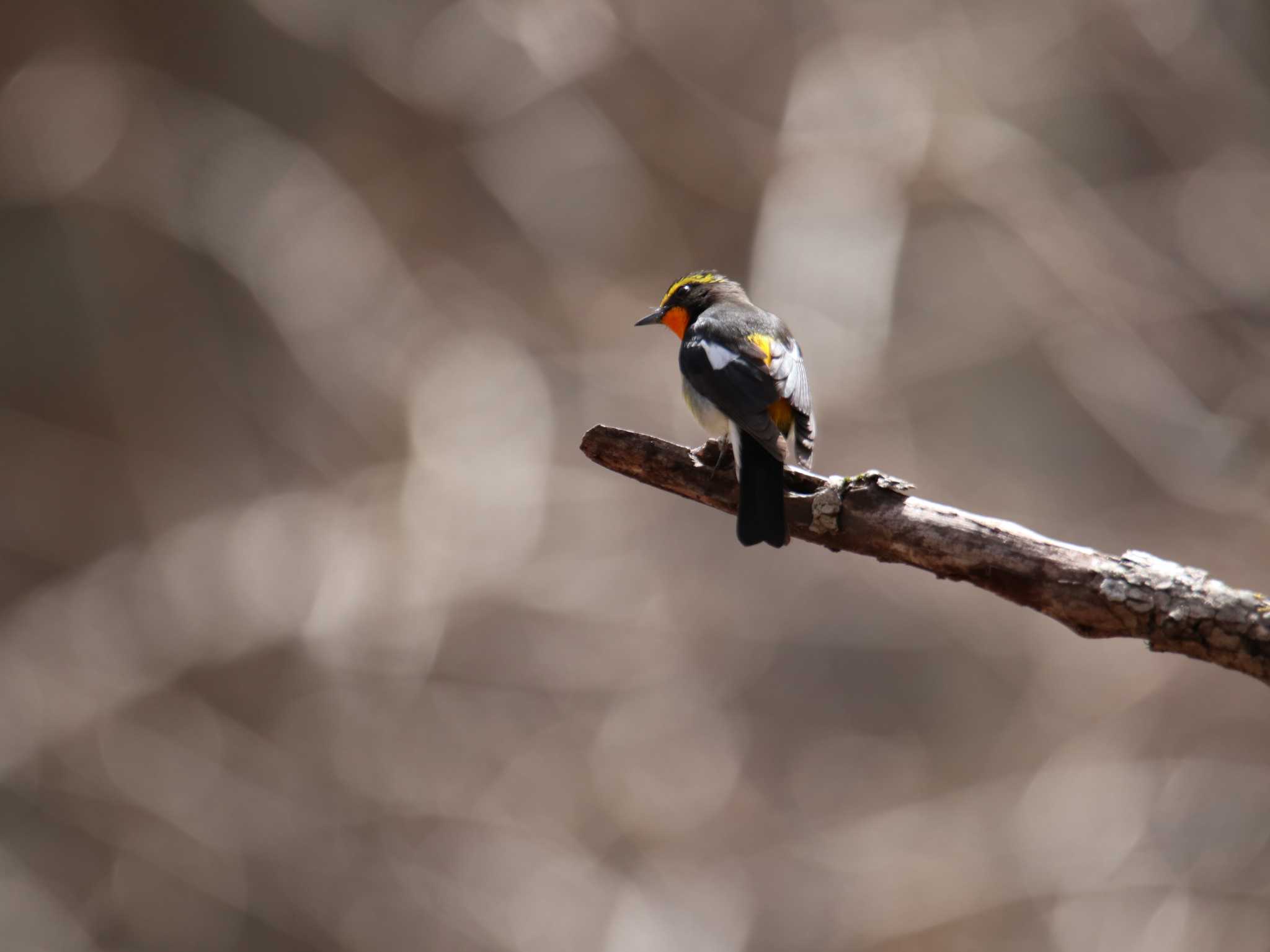 Photo of Narcissus Flycatcher at Togakushi Forest Botanical Garden by HISA HISA