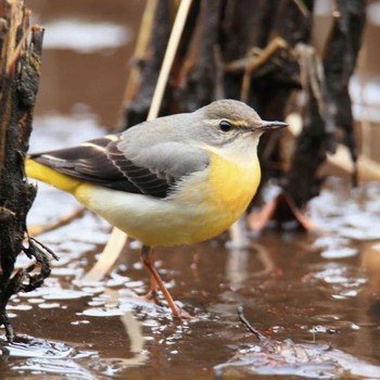 Grey Wagtail Kodomo Shizen Park Sun, 2/14/2021