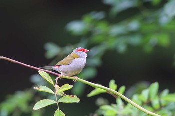 Red-browed Finch Twelve Apostles Motel & Country Retreat Tue, 2/7/2017