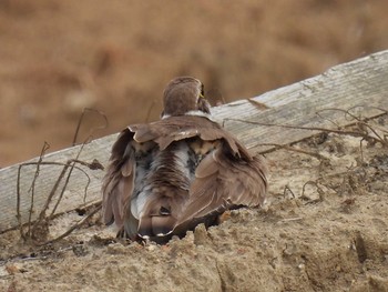 2021年6月3日(木) 横須賀の野鳥観察記録