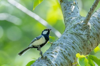 Japanese Tit 長崎県長崎市 Sat, 4/24/2021