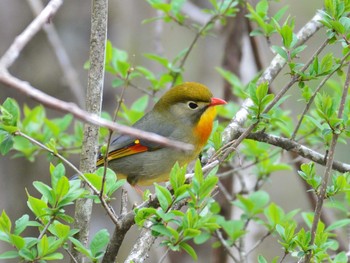 ソウシチョウ 十里木高原 2021年4月25日(日)