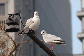 カモメ 皇居 2017年3月14日(火)