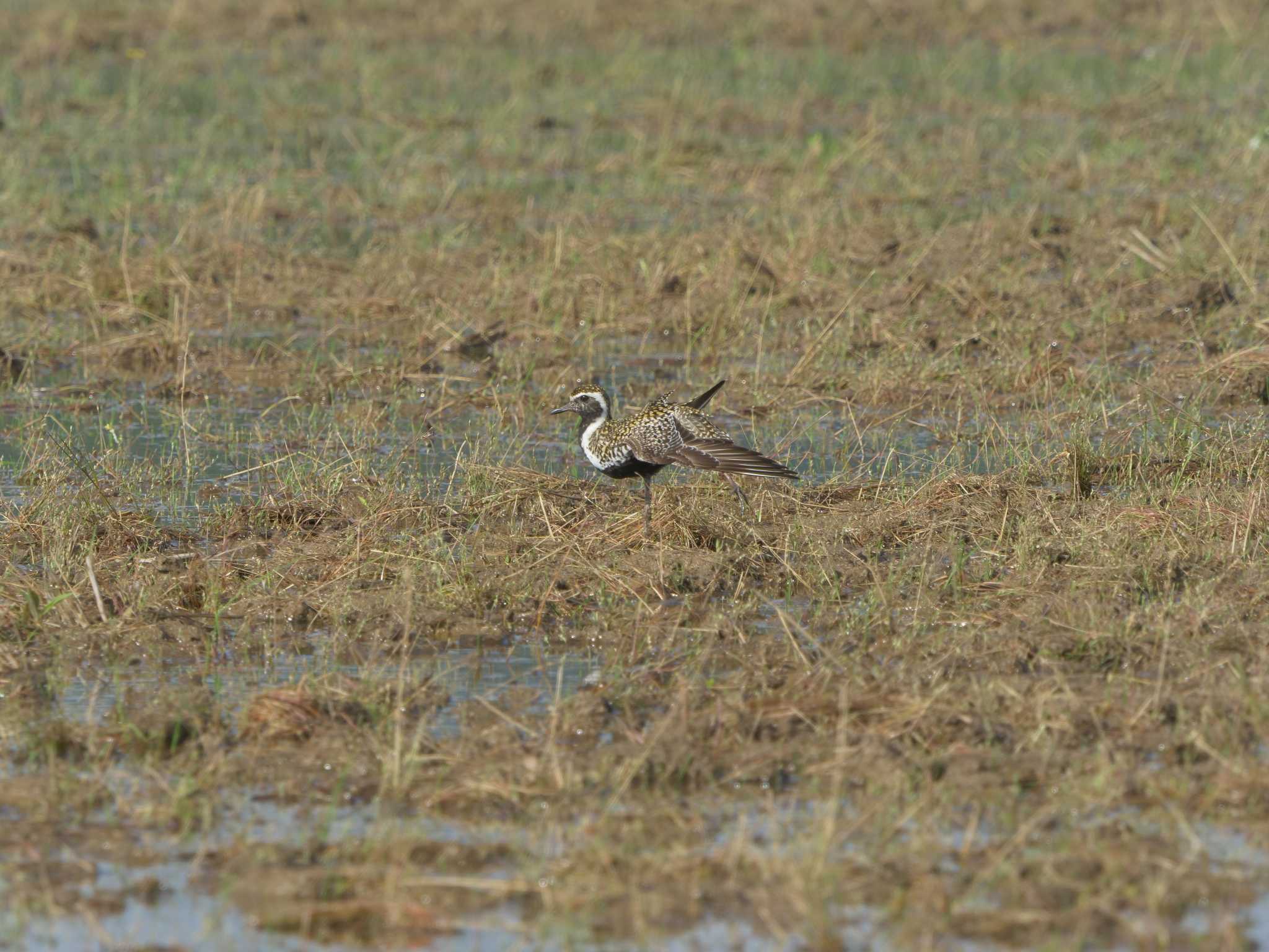 Pacific Golden Plover