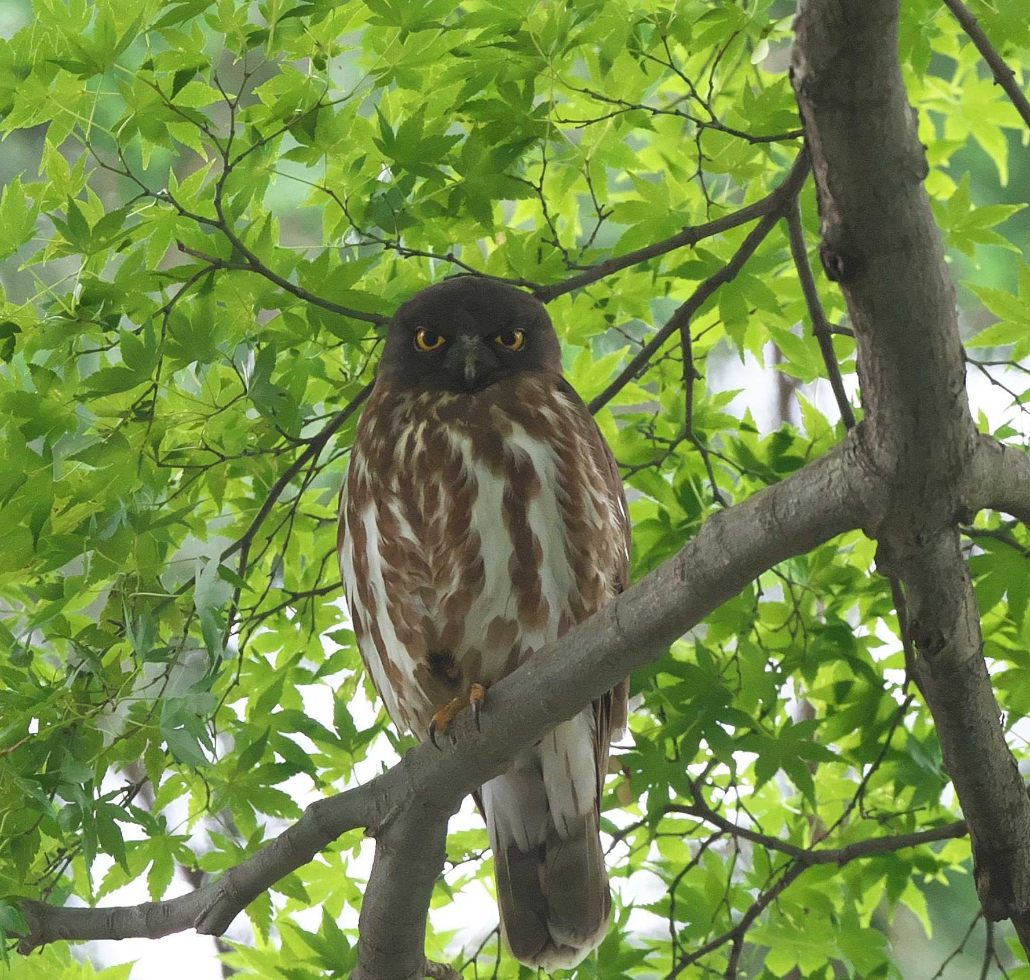 東京都多摩地域 アオバズクの写真 by アカウント3953