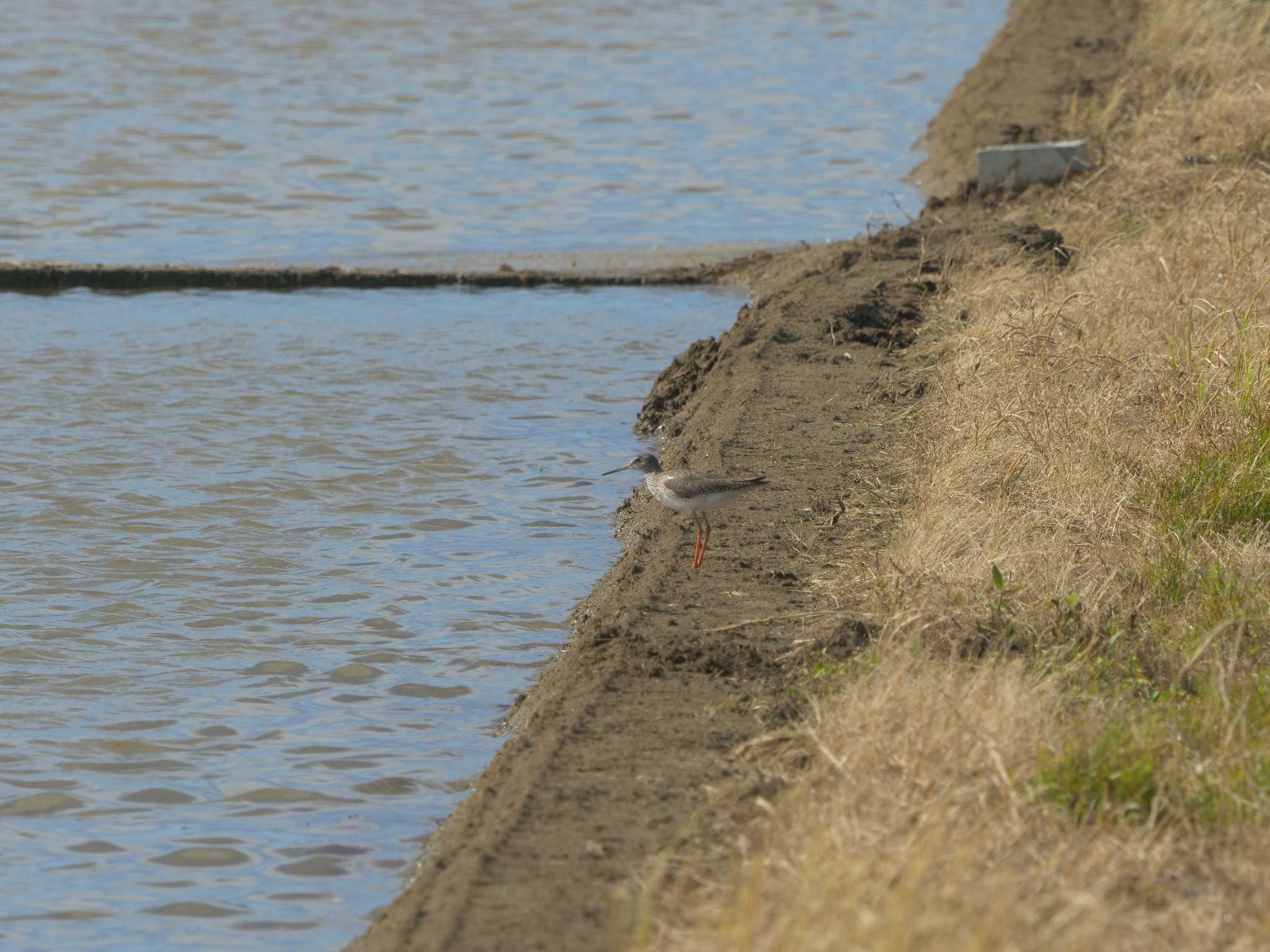 Common Redshank