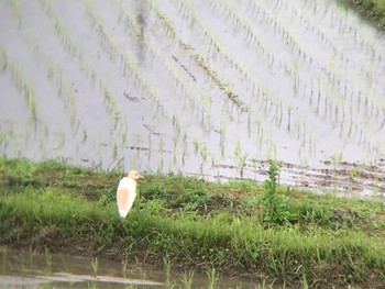 アマサギ 和歌山県白浜町 2021年6月4日(金)