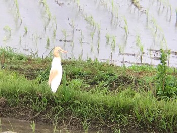 アマサギ 和歌山県白浜町 2021年6月4日(金)