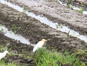 アマサギ 和歌山県白浜町 2021年6月4日(金)