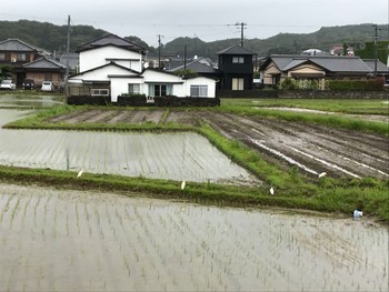 アマサギ 和歌山県白浜町 2021年6月4日(金)