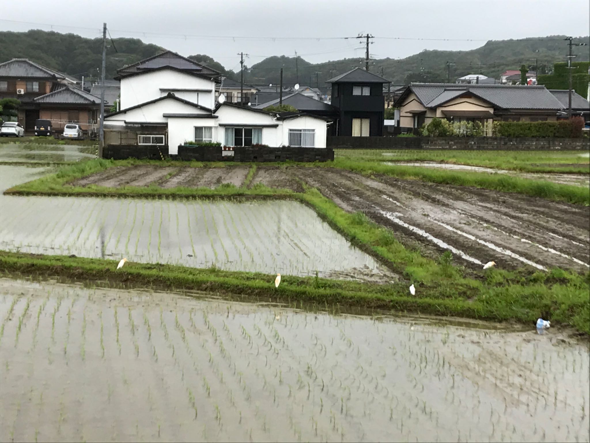 アマサギ