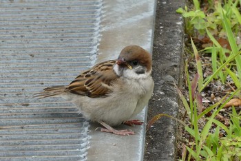 2021年6月2日(水) 東京都北区の野鳥観察記録