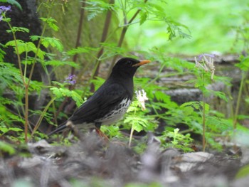 クロツグミ 弥彦山 2021年5月4日(火)