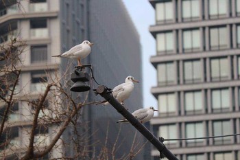 カモメ 皇居 2017年3月14日(火)