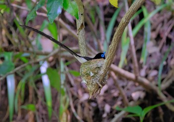 サンコウチョウ 八王子城址 2021年6月1日(火)