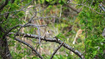 Japanese Grosbeak 佐渡 Sun, 5/2/2021