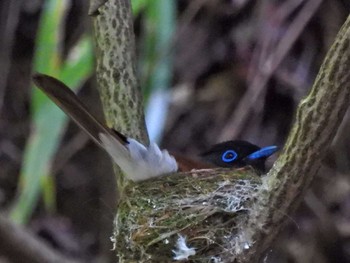 サンコウチョウ 八王子城址 2021年5月31日(月)