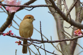 2021年2月14日(日) 旧中川水辺公園の野鳥観察記録