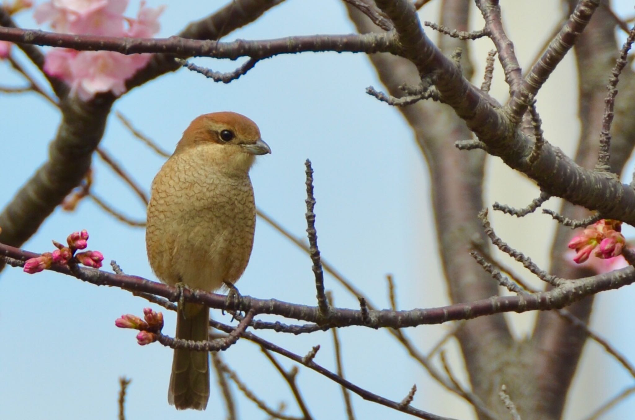 旧中川水辺公園 モズの写真 by あらどん