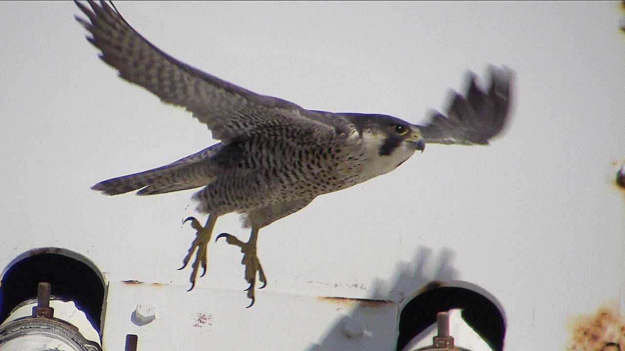 ハヤブサの飛び出し