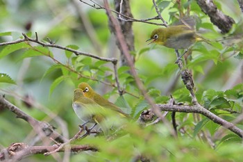 メジロ 菜の花台 2021年6月3日(木)