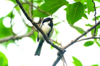 シジュウカラ 守谷野鳥のみち 2021年6月3日(木)