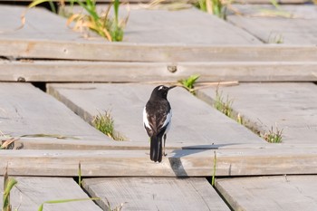 セグロセキレイ 守谷野鳥のみち 2021年6月3日(木)