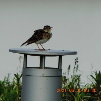 Eurasian Skylark 豊洲 Sat, 6/5/2021