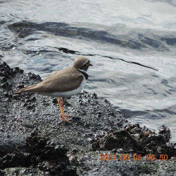 Little Ringed Plover 豊洲 Sat, 6/5/2021