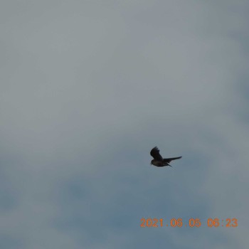 Eurasian Skylark 豊洲 Sat, 6/5/2021