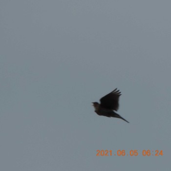 Eurasian Skylark 豊洲 Sat, 6/5/2021