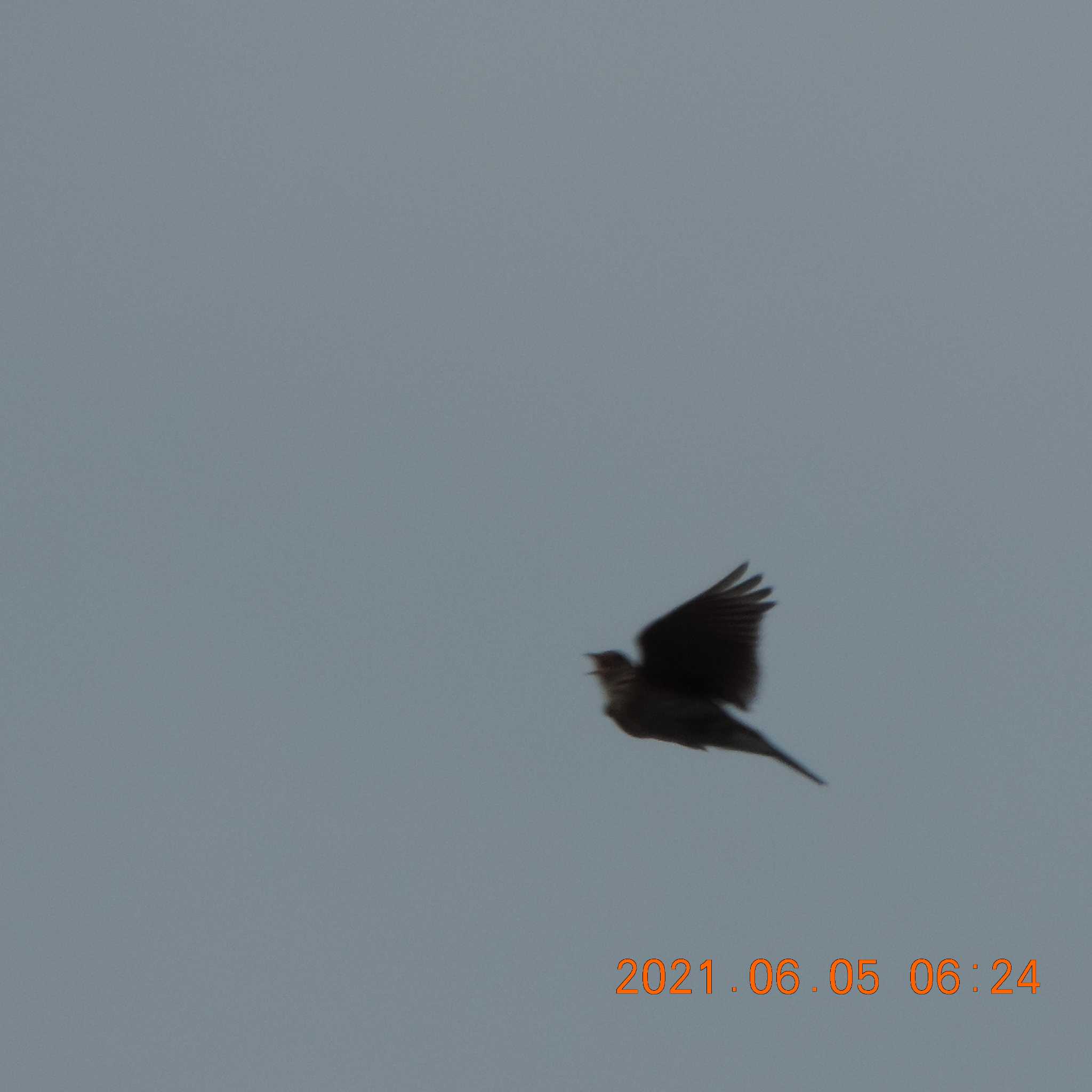 Photo of Eurasian Skylark at 豊洲 by K2Uchihira