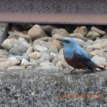 Blue Rock Thrush 晴海 Sat, 6/5/2021