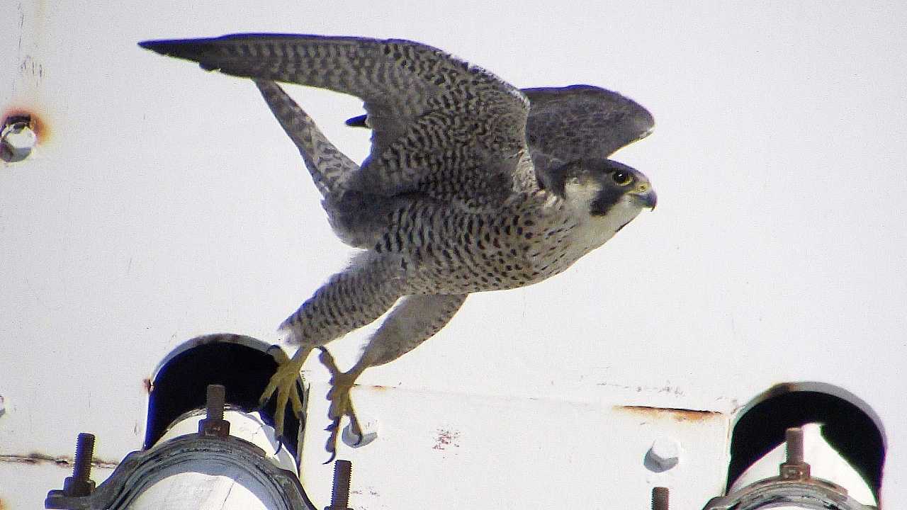 ハヤブサの飛び出し