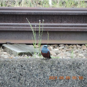 Blue Rock Thrush 晴海 Sat, 6/5/2021