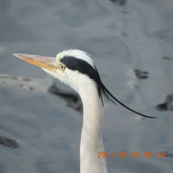 Grey Heron 豊洲 Sat, 6/5/2021